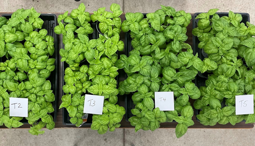 Trays of basil by treatment (from L to R: T1, T2, T3, T4, T5) six weeks after seeding.