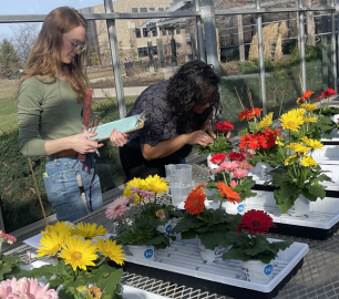 Two HESIC researchers inspecting gerberas in this growth trial