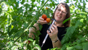 Greenhouse researcher measuring tomatoes amongst foliage