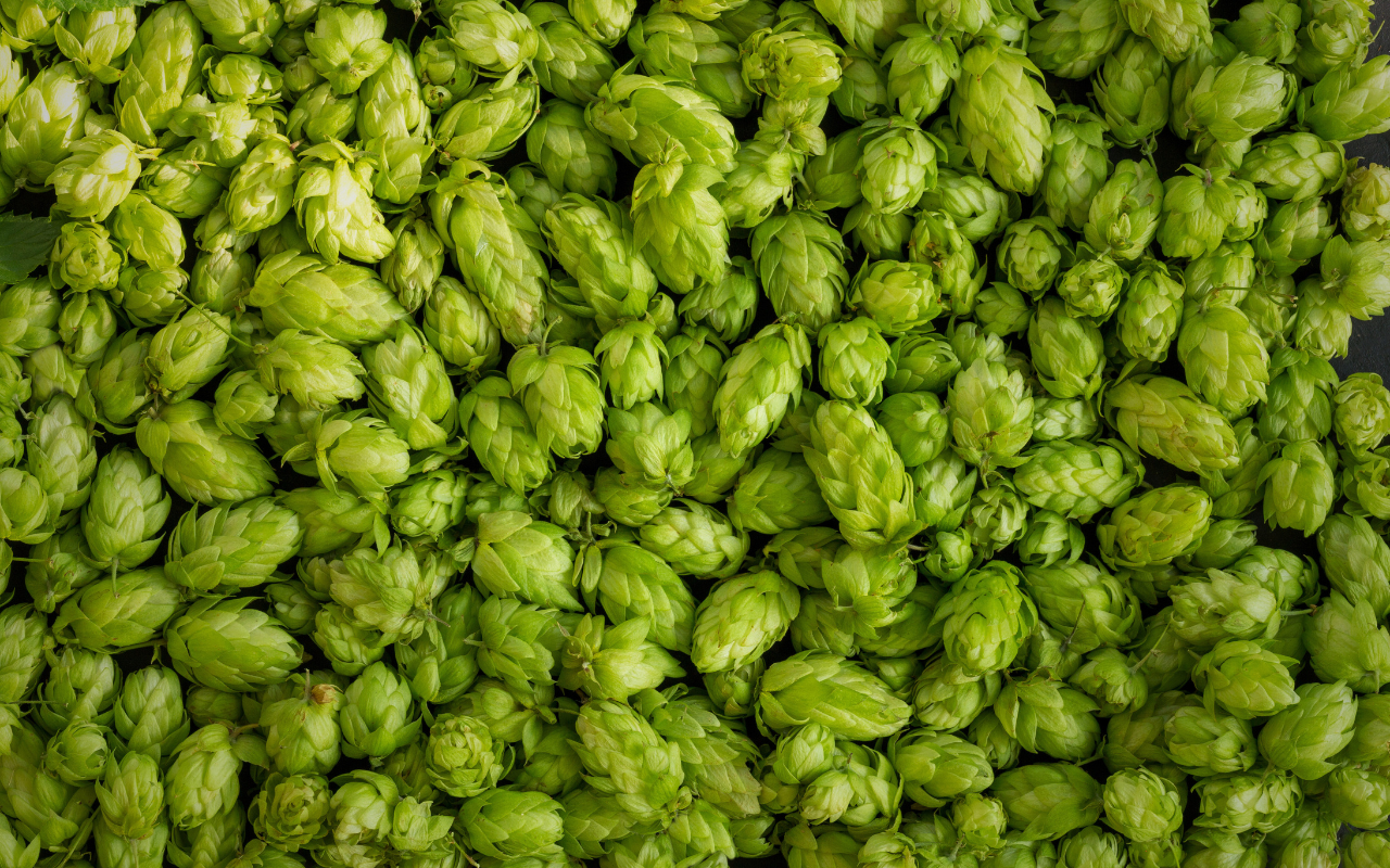 A pile of hops