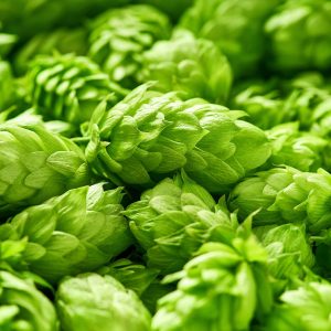 Close up of a pile of hops