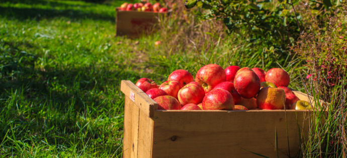 http://barrels%20of%20picked%20apples%20in%20an%20orchard