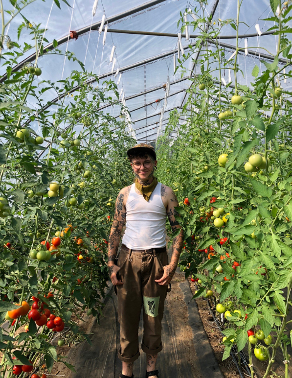 Felix in a greenhouse, picture with tall tomato crops